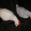 .Poule