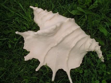 .Coquillage de Dominique