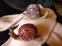 Des escargots boites