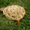 Tortue de Claudie V