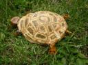 Tortue de Claudie V