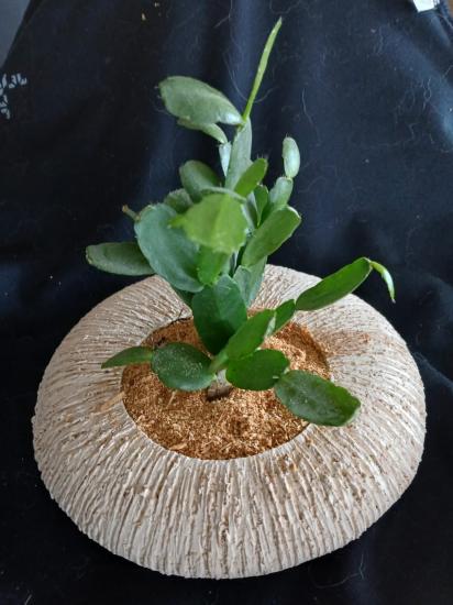 Cache pot - Véro